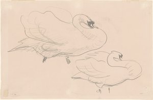 Studies of a Swan, 1880-1900