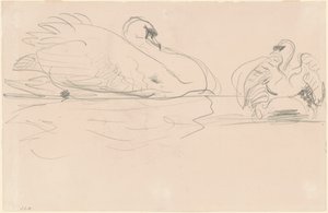 Swans in the Water