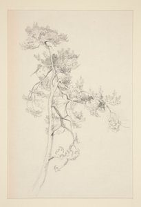 Tree and Foliage by John Singer Sargent