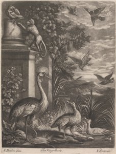 The Kings Birds