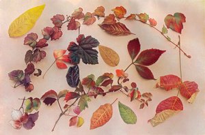 Autumn Tints, c1903