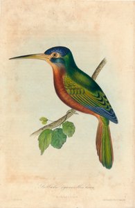 Galbula cyanicollis. Cassin, 1850s