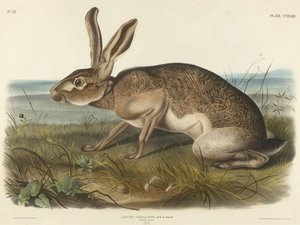 Texian Hare