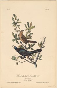 Boat-Tailed Grackle