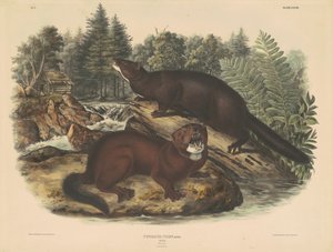 Mink by John T. Bowen, after John James Audubon