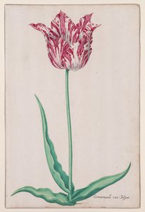 Study of a Tulip (Gemarmerde van Jasper)