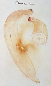 Horn Plantain