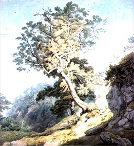 View Near Canonteign, Devon