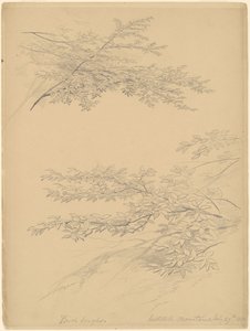 Birch Boughs, Catskill Mountains by John William Casilear