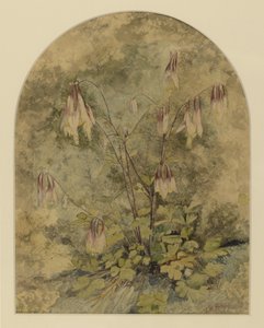 Wildflowers