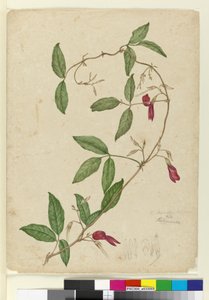 Kennedia rubicunda