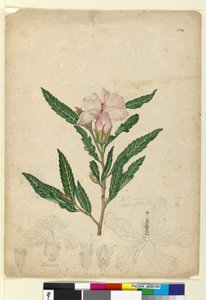 Page 104. Hibiscus heterophyllus