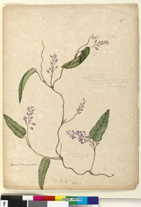 Page 107. Glycine bimaculataGlycine tabacina? by John William Lewin