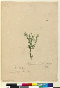 Page 122. Vittadinia australis by John William Lewin