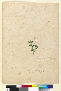 Page 131. Lobelia purpurascens by John William Lewin