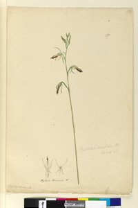 Page 137. Cryptostylis longifolia by John William Lewin