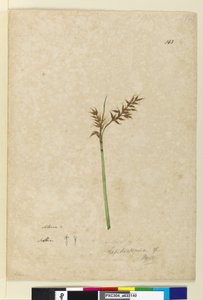 Page 143. Lepidosperma