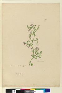 Page 167. Fumaria naturalized