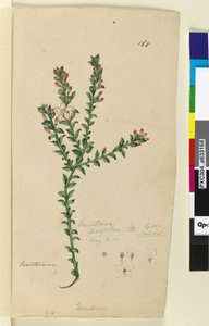 Page 168. Eriostemon buxifolium