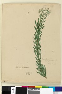 Page 169. Conospermum taxifolium