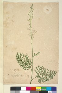 Lomatia silaifolia by John William Lewin