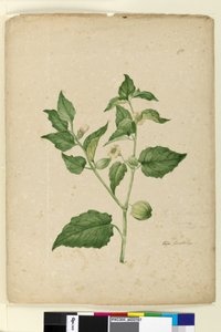 Page 172. Physalis edulis
