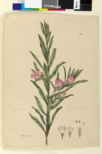 Page 174. Crowea saligna by John William Lewin