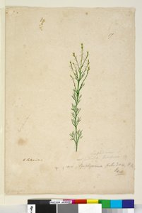 Symphionema paludosum by John William Lewin