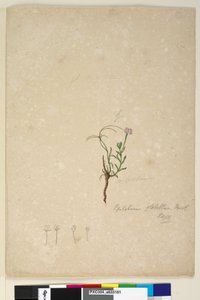 Page 187. Epilobium glabellum