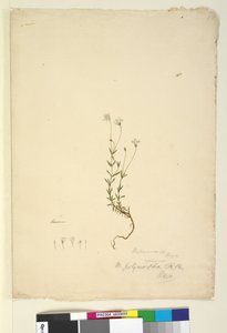 Mitrasacme polymorpha by John William Lewin