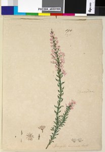 Page 190. Sprengelia incarnata by John William Lewin
