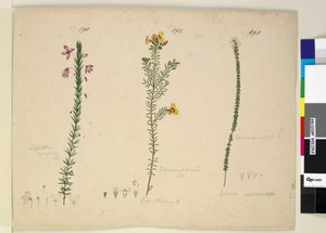 Page 191. Tetratheca ericifolia; 192. Dillwynia glaberrima; 193. Epacris microphylla