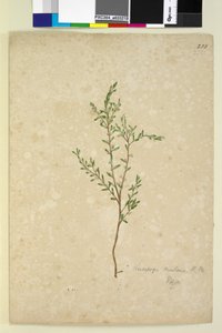Page 233. Leucopogon