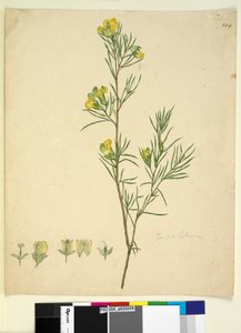 Page 244. Gompholobium