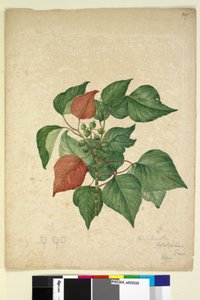 Page 247. Homolanthus populifolius Omalanthus populifolius