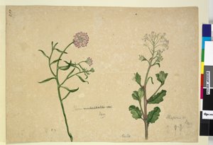Page 253. Iberis umbellata; Hesperis sp.