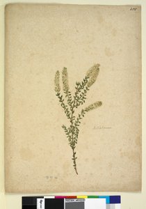 Page 255. Melaleuca