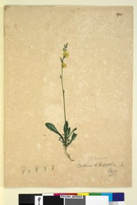 Page 271. Goodenia bellidifolia by John William Lewin