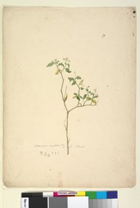Solanum nigrum