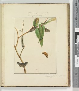 Page 47. Plate 12 Clisiocampa Lewinae Bombyx Lewinae, 1803-04 by John William Lewin