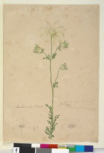 Page 48. Actinotus Helianthi by John William Lewin