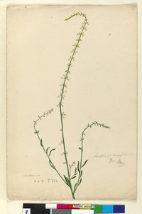 Page 51. Stackhousia by John William Lewin