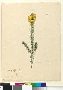 Page 73. Dillwynia Rubis? by John William Lewin