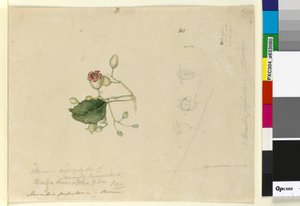 Page 80. Sterculia diversifolia