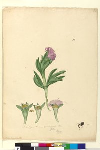 Page 82. Mesembryanthemum aequilaterale by John William Lewin
