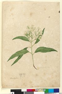 Page 84. Eucalyptus paniculata