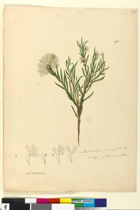 Page 92. Melaleuca linariifolia