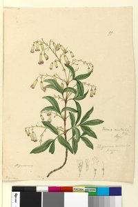 Page 99. Bignonia australisPandorea pandorana by John William Lewin