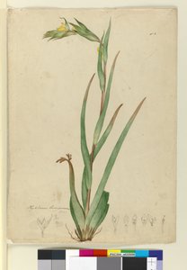 Phylidrum lanuginosum
