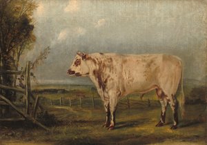 A Young Bull by John Woodhouse Audubon